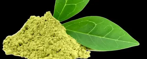 50 mg of Gymnema Sylvestre Leaf Powder