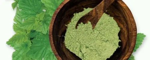 White Mulberry Leaf